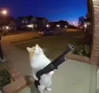 Video sticker 🌟 Mood🏕️@Playfobian-@Poublickeds :: @fStikBot