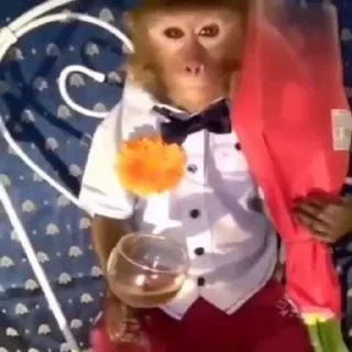 Video sticker 😎 Janvi 3@BADDAsS_FUFA @bihari_meme