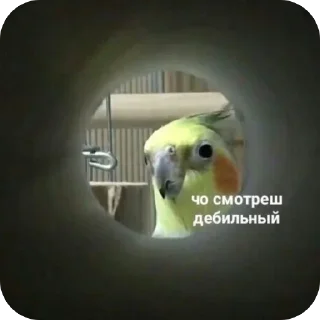 Telegram sticker 🐦 Чиназес