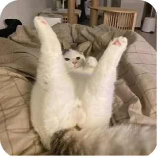 Telegram sticker 🐱 Amorsh wiii