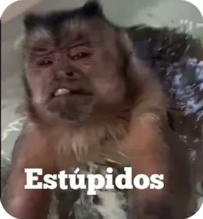 Video sticker 🌟 𝐊𝐢𝐭𝐭𝐲 𝐚𝐧𝐝 𝐦𝐨𝐧𝐤𝐞𝐲💋 :: @fStikBot