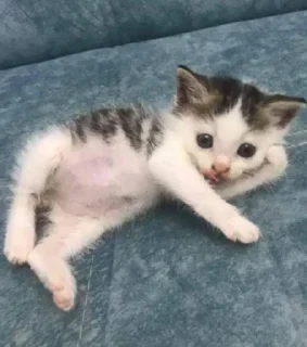 Video sticker 🤨 CH - @stikarsgrob