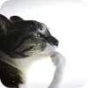 Video sticker 🐱 NPC @pucilickingca...
