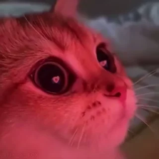 Video sticker ❤️ Котусики :: @fStikBot