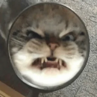 Telegram sticker 😡 Котусики :: @fStikBot