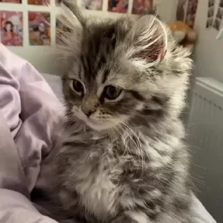 Video sticker 🤍 𝙽𝚒𝚔𝚔𝚢𝙿𝚊𝚌𝚔 :: @fStikBot