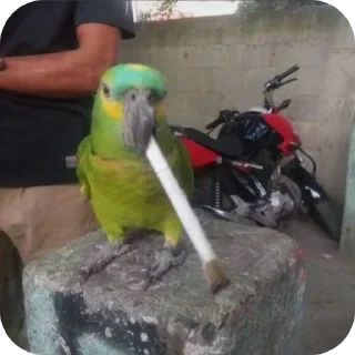 Video sticker 🐦 Pack do Carrascal  (@aquelequebrilhanagloria)