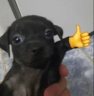 Telegram sticker 🌟 uns animal ae - @victxr07