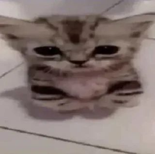 Telegram sticker 🥺 uns animal ae - @victxr07