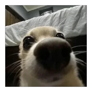 Telegram sticker 😶 uns animal ae - @victxr07