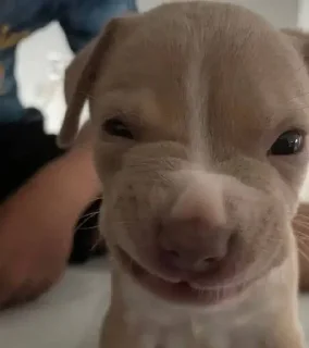 Video sticker 🌟 uns animal ae - @victxr07