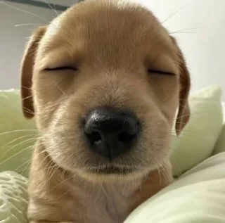 Sticker 🌟 uns animal ae - @victxr07