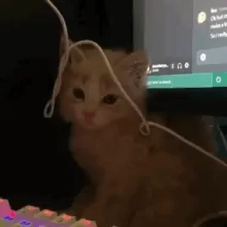 Video sticker ☹️ @keepCalmYami CatSupremacy💋 :: @fStikBot