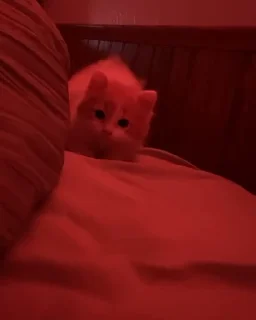 Video sticker ❤️‍🩹 @keepCalmYami CatSupremacy💋 :: @fStikBot