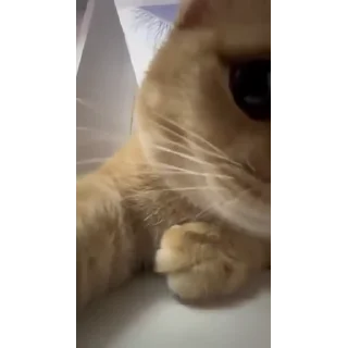 Video sticker 😌 Animals @catalog_stickerov