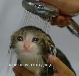 Video sticker 🥲 Visual_vector :: @fStikBot