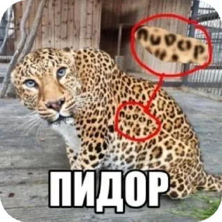 Telegram sticker 🐱 Пак поноса