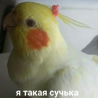 Video sticker 😎 🌸Top 🌸