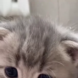 Video sticker 🐈 лиса вэстли мили🥰 ➡️ @Ctikerubot