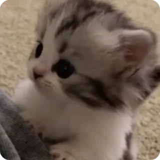 Video sticker 🤯 руна гестап мили🥰