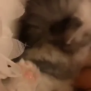 Video sticker 🐱 руна гестап мили🥰