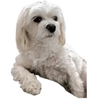 Video sticker 😎 Пуньк