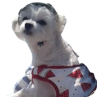 Telegram sticker 🐤 Пуньк