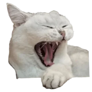 Telegram sticker 😴 Пуньк