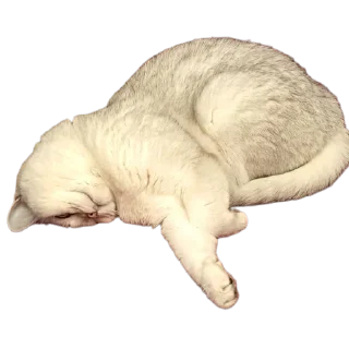 Telegram sticker 👍 Пуньк