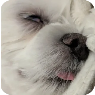 Telegram sticker 🥵 Пуньк