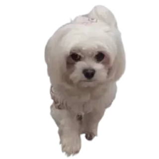 Telegram sticker 🤬 Пуньк