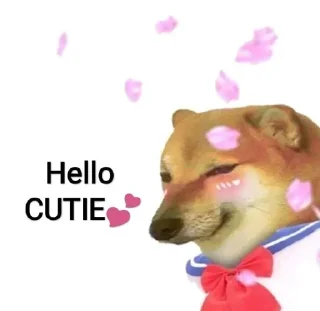 Video sticker ☺️ FLIRT PACK || @PANDIT_OP