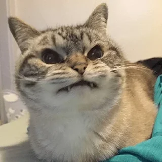 Sticker 😝 Больше стикеров тут: @stikery_emodzi_memy