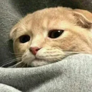 Video sticker 😞 Больше стикеров тут: @stikery_emodzi_memy