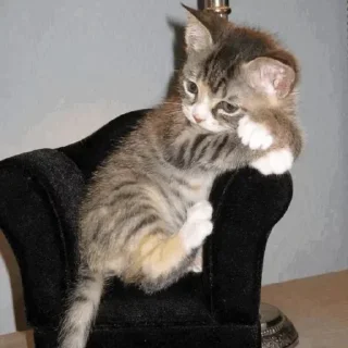 Telegram sticker ⚡️ Больше стикеров тут: @stikery_emodzi_memy