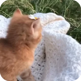 Video sticker 😇 @just_a_humble_cat Cat Universe