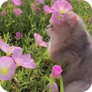 Video sticker 🥰 @just_a_humble_cat Cat Universe