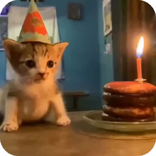 Video sticker 🥳 @just_a_humble_cat Cat Universe