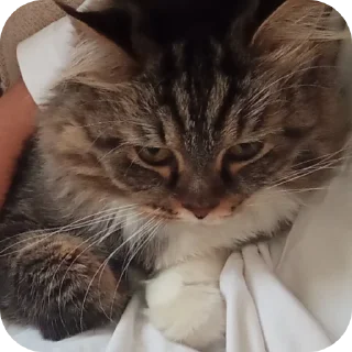 Телеграм стикер 🐱 Frfr's cat (F6oom) :: @fStikBot