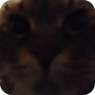Video sticker 🐶 Frfr's cat (F6oom) :: @fStikBot
