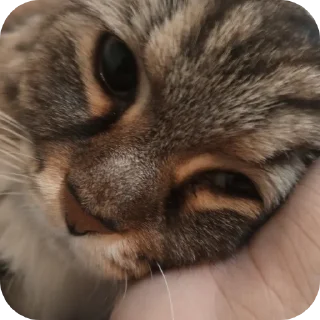 Sticker 🐱 Frfr's cat (F6oom) :: @fStikBot