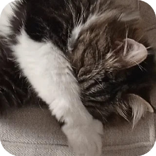 Video sticker 🐱 Frfr's cat (F6oom) :: @fStikBot