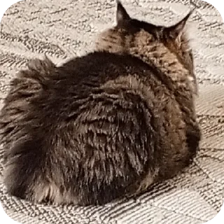 Телеграм стикер 🐱 Frfr's cat (F6oom) :: @fStikBot