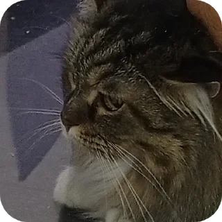 Телеграм стикер 🐱 Frfr's cat (F6oom) :: @fStikBot