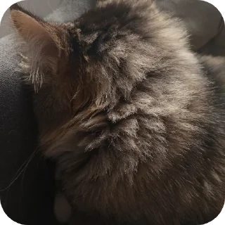 Video sticker 🐱 Frfr's cat (F6oom) :: @fStikBot