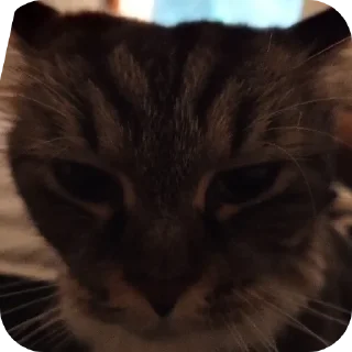 Телеграм стикер 🐱 Frfr's cat (F6oom) :: @fStikBot