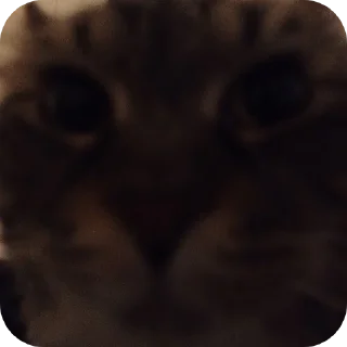 Телеграм стикер 🐱 Frfr's cat (F6oom) :: @fStikBot