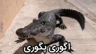 Video sticker 😍 میوپک