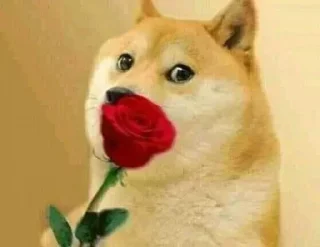Telegram sticker 🌹 FLIRTING vro :: @fStikBot