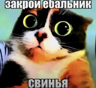 Телеграм стикер 🤩 Больше стиков тут: @stikery4